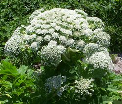 Giant hogweed pic.jpg