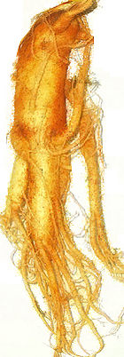 Root of a Ginseng Plant