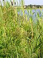 Mackenzie's Water Hemlock (Cicuta virosa) Genus: Cicuta