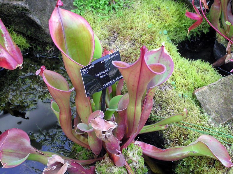 File:Pitcher plant garden.jpg
