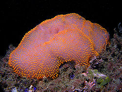 Polycitor giganteus.jpg