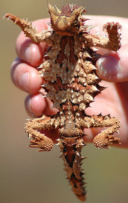 Thorny Devil crop.jpg