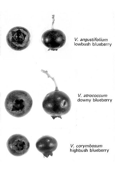 File:Typesofblueberries.jpg