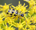 Thumbnail for version as of 04:21, 24 April 2009