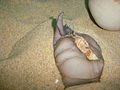 Moon snail (unidentified) Subtaxa:name