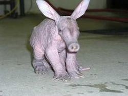 Aardvark-727459.jpg