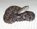 Terciopelo (B. asper) Genus: Bothrops
