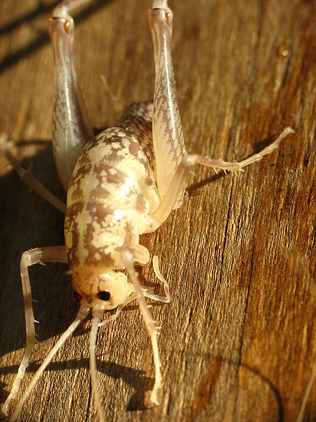 File:Cricket1.jpg