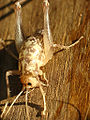 Thumbnail for version as of 02:38, 3 December 2009