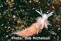 Rim-Backed Nudibranch Polycena dubia Family: Polyceridae