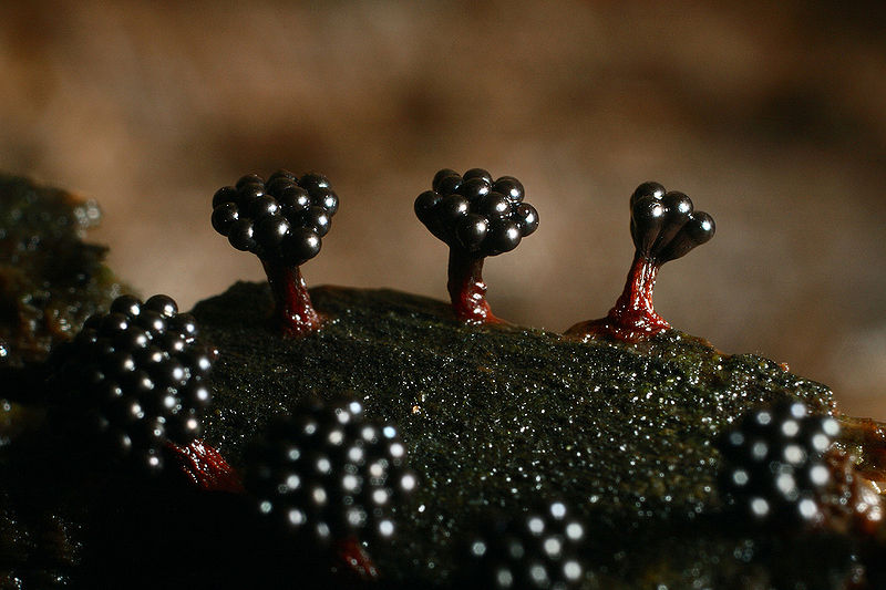 File:MetatrichiaVesparium.jpg