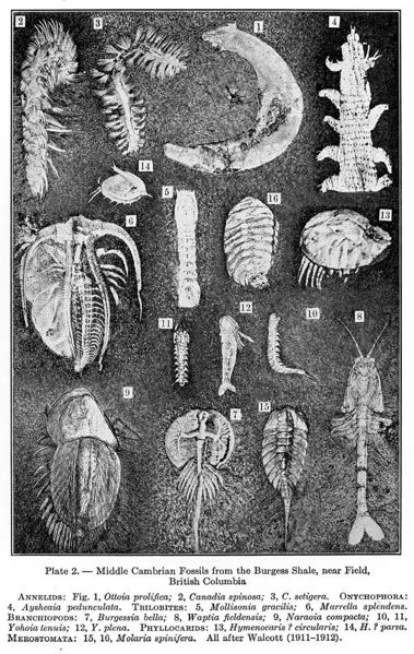 Ficheiro:Middle Cambrian fossils.jpg