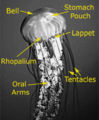 Thumbnail for version as of 00:29, 2 October 2006