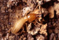 Drywood-Termite(Coptotermes formosanus) Family:Rhinotermitidae