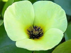 Water-Poppy.JPG