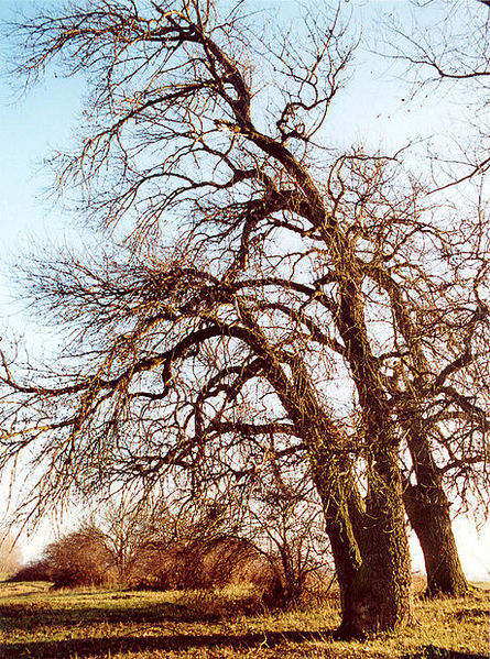 File:Willow 4.jpg