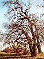 Thumbnail for version as of 06:10, 24 May 2012