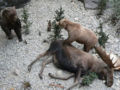 Grizzly can take down a fully mature moose (museum photo).