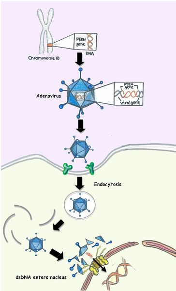 File:Adenovirus-mediated gene therapy.jpg