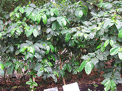 Arabian coffee plany.jpg