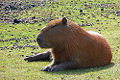 Capybara ( H. hydrochaeris)