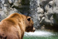 Grizzly Bear