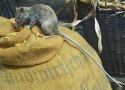 Roof rat-(rattus rattus).jpg