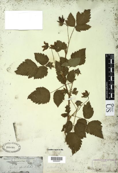 File:Rubus Spectabilis anatomy.jpg