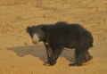 Sloth Bear (M. ursinus) Genus:Melursus