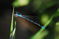 Tule Bluet Damselfly (Enallagma Carunculatum)