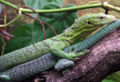 Green tree monitor lizard