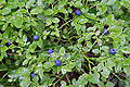 Thumbnail for version as of 00:28, 19 April 2009