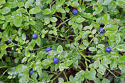 Blueberryplants.jpg