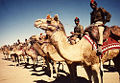 Indian Army Camel Corp. Unidentified species.