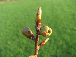 Cherry Blossom 2.JPG