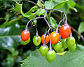 Climbing Nightshade (Species: S. dulcamara) Subtaxa:name