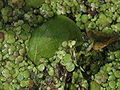 Swollen Duckweed (Lemna gibba L.)