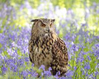Eurasian eagle owl 1.jpg