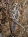Gray Bird Grasshopper (Schistocerca nitens)