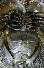 Horseshoe crab.jpg