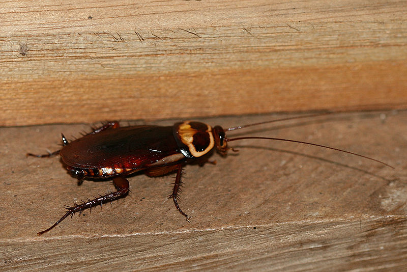 File:Periplaneta americana american cockroach2.jpg