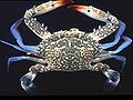 Blue Swimmer Crab (Portunus pelagicus) Family: Portunidae