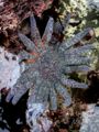 Sunflower starfish (Pycnopodia helianthoides) Order: Forcipulatida