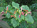 Thumbnail for version as of 23:59, 18 May 2010