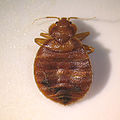 Bed bug (Cimex lectularius) Superfamily: Cimicoidea Family: Cimicidae