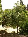 Strawberry Tree (Arbutus unedo)