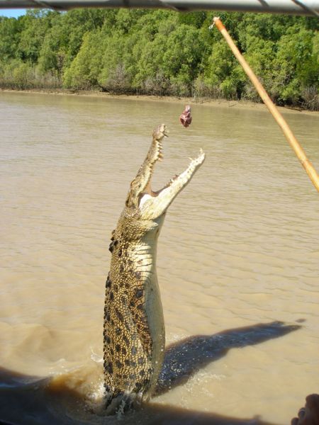 File:Bating a Crocodile.jpg