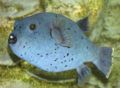 Black spotted puffer (A. nigropunctatus) Family: Tetraodontidae