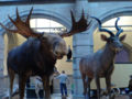 Kelvingrove Museum, Glasgow, Scotland
