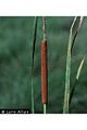 southern cattail (Typha domingensis)